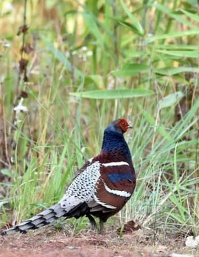 Mrs. Hume's pheasant