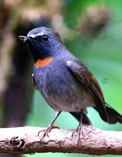 Rufous-gorgeted flycatcher