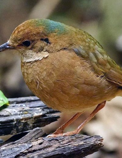 Blue-naped pitta