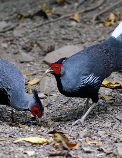 Kalij pheasant