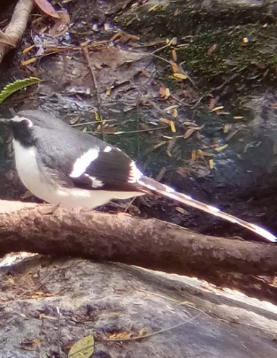 Slaty-backed forktail