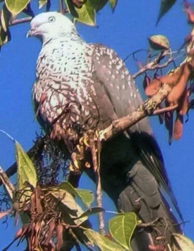 Speckled-Wood Pigeon