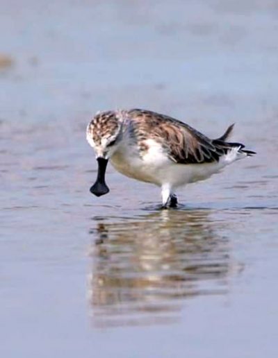 Spoon-billed Sandpiper