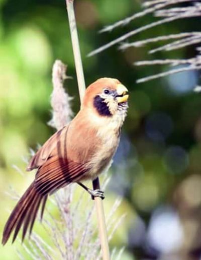 Spot-breasted parrotbill