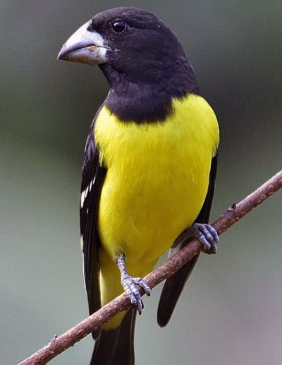 Spot-winged grosbeak