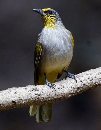 Stripe-throated bulbul