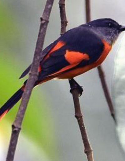 Grey-chinned minivet