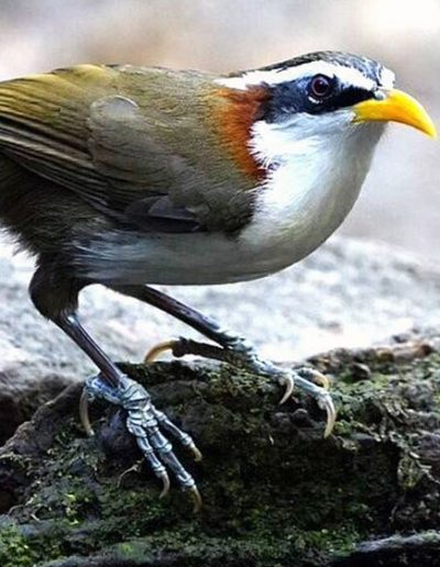 White-browed scimitar babbler