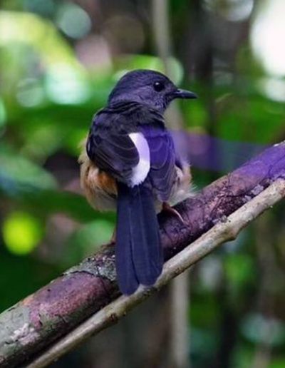 White-rumped shama